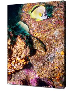 Giant hawkfish with Backnosed butterflyfish canvas