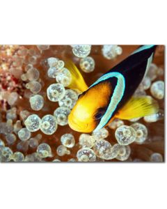 Clark's Anemonefish poster