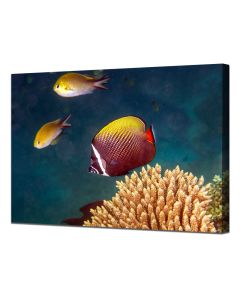 Collared Butterflyfish swimming by corals
