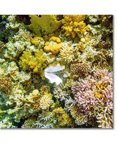 Coral garden tableau featuring an open clam