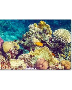 Coral textures rising from the coral reef