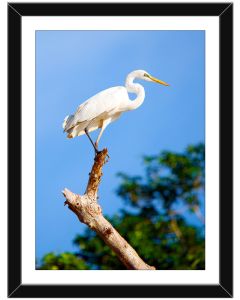 Great white egret framed poster