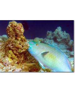 Ember Parrotfish munching on the coral reef