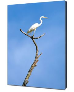 Great egret canvas