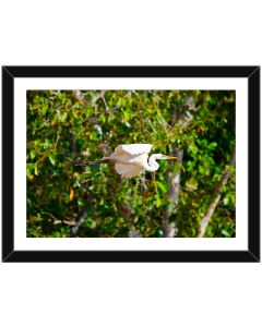 Great Egret in Flight in the Rainforest