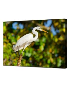Great Egret on the edge of the Kinabatangan river