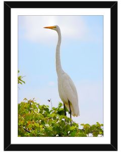 Great egret perched in a tree framed poster