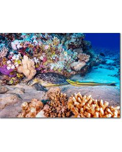 Green Turtle & Remoras