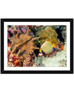 Emperor Angelfish within sea corals