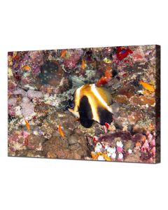 Indian Ocean Bannerfish by a Myriad of Sea Life