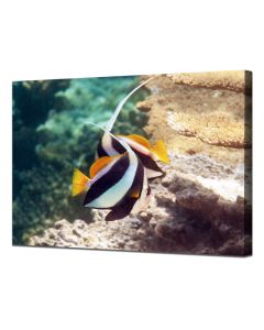 Longfin Bannerfish by a plateaux of table corals