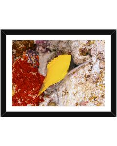 Longnose Butterflyfish foraging for small invertebrates