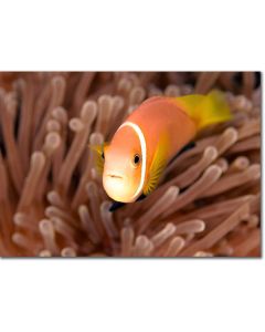 Maldive Anemonefish, Clownfish Close-up