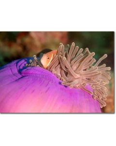 Maldives Clownfish nestled within a sea anemone poster
