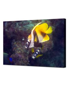 Masked bannerfish canvas