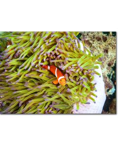 Common Clownfish nestled within a pink sea anemone