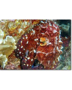 Octopus displaying brilliant russet red & white colours