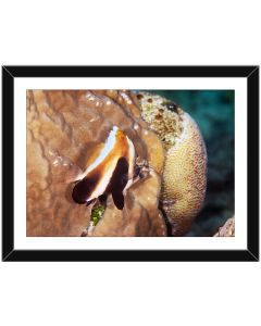 Phantom Bannerfish, a ghostly shadow in the corals