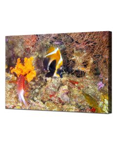 Phantom bannerfish with marine life canvas,Phantom bannerfish with marine life framed print,Phantom bannerfish with marine life poster,Phantom bannerfish with marine life,Phantom bannerfish with marine life framed print,Phantom bannerfish with marine life