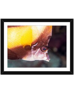 Eye of a Bannerfish