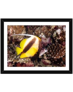 Red Sea Pennant Coralfish shining out against the reef