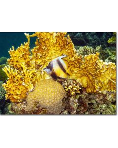 Bannerfish in a castle of corals