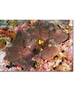 Sebae Clownfish (anemonefish) guarding a saddle anemone