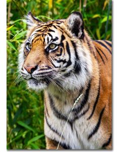 Regal Tiger - largest of the big cats