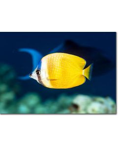 Sunburst Butterflyfish