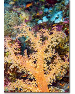 Tree Coral Dendronephythya Hemprichi. Stunningly beautiful coral garden woodland. Tree coral stands out with its vibrant colours and beautiful forms. Delicate peach with pink floral highlights.