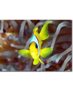 Clownfish (Twoband Anemonefish) Close-up