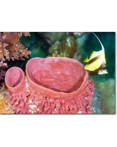 Bannerfish flitting by a barrel sponge