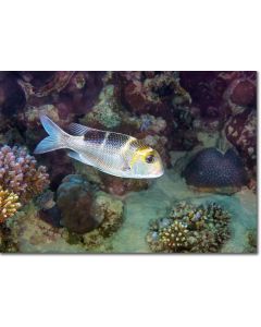 Bigeye Emperor hovering under a reef ledge