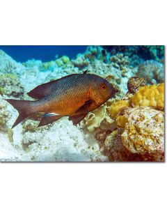 Cleaner Wrasse attending a Black and White Snapper