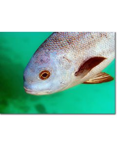 Black and White Snapper in an emerald green sea