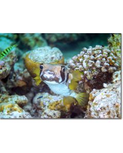 Black-blotched Porcupinefish gazing out from the corals