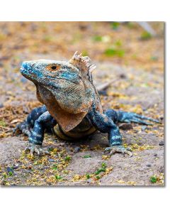 Giant of the beach - Black Spiny-tailed Iguana