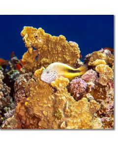 Blackside Hawkfish perched in a coral nook