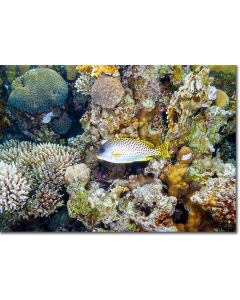 Blackspotted Rubberlip hovering by an array of corals