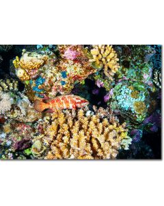 Blue Spotted Rock Cod perched on a colourful