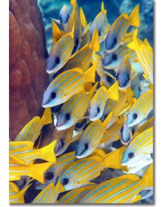 Bluestripe Snappers in the lea of a coral formation