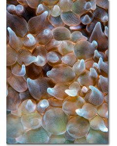 Bubble Tip Anemone Close-up Textures