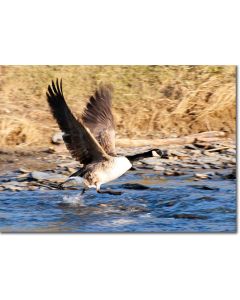 Canada Goose taking Flight