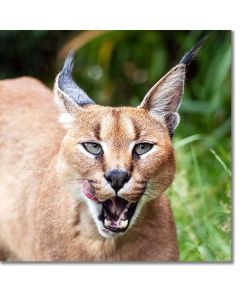 Caracal Close-up