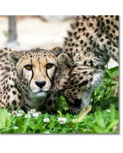 Affectionate Cheetah greeting its sibling