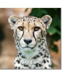 Portrait of a Cheetah