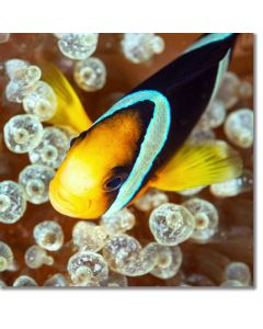 Nestled in bubbles, Clark's Anemonefish (clownfish)