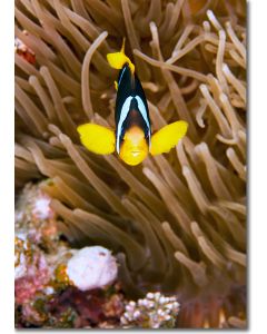 Standing guard - Clark's Anemonefish (clownfish)