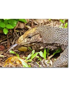 Clouded Monitor Lizard striking its prey