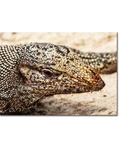 Monitor Lizard basking in the sun on a coral seashore